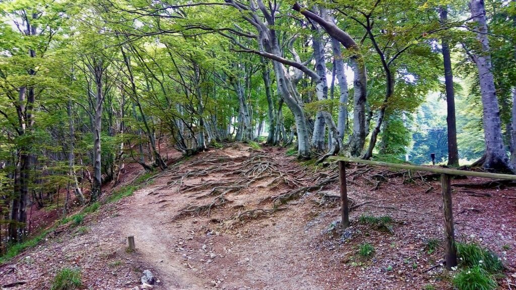 Foresta del Monte Generoso