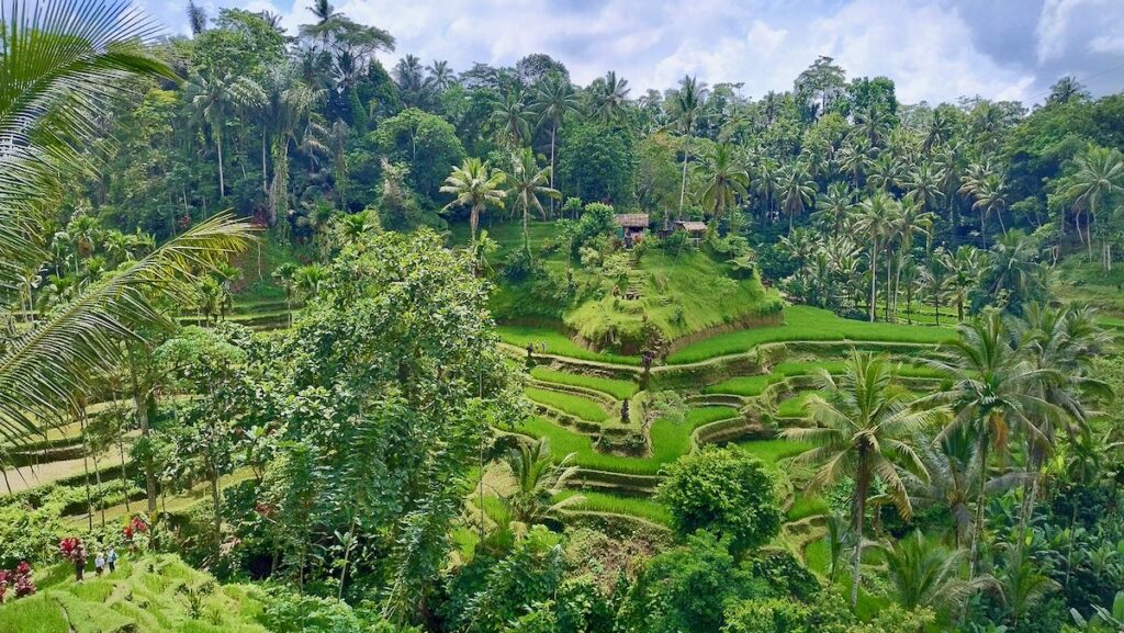 Risaie a Terrazzamenti Tegallalang Bali Indonesia