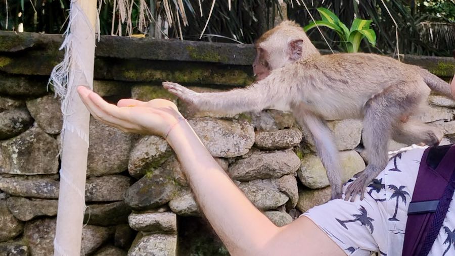 Una scimmia prende della frutta secca dalla mia mano a Ubud